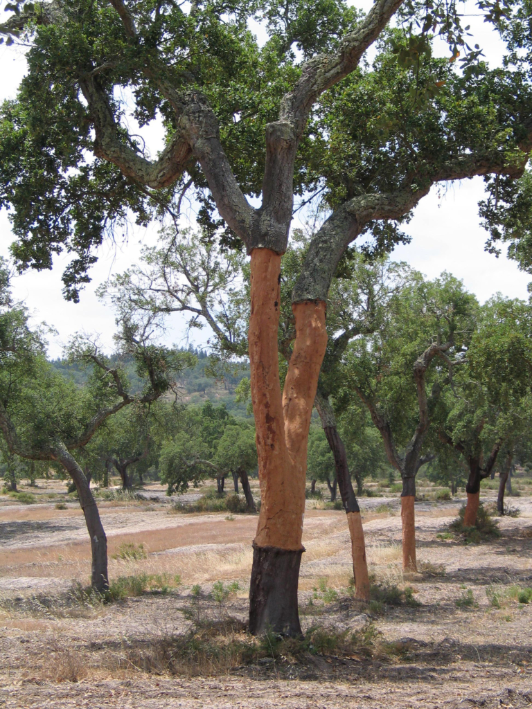 Cork Forest - Natural Materials Used by PEA Builders